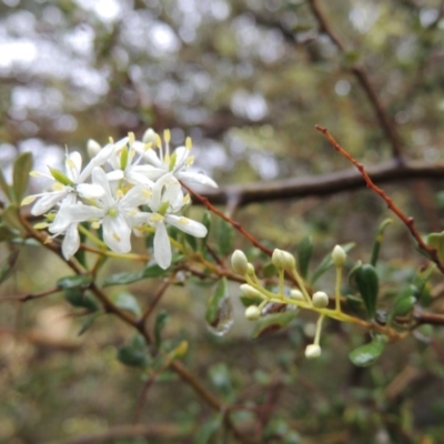 Bursaria spinosa (Native Blackthorn, Sweet Bursaria) at Tennent, ACT - 3 Dec 2014 by MichaelBedingfield