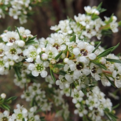 Kunzea ericoides (Burgan) at Namadgi National Park - 3 Dec 2014 by MichaelBedingfield