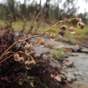 Arthropodium minus at Tennent, ACT - 3 Dec 2014