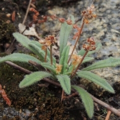 Plantago hispida (Hairy Plantain) at Tennent, ACT - 3 Dec 2014 by michaelb