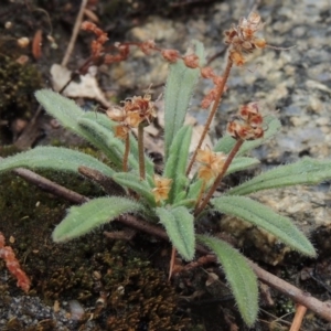 Plantago hispida at Tennent, ACT - 3 Dec 2014 06:06 PM