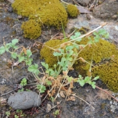 Erodium crinitum (Native Crowfoot) at Tennent, ACT - 3 Dec 2014 by MichaelBedingfield