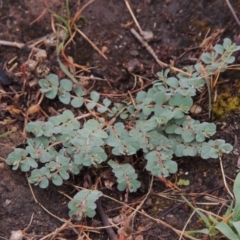 Euphorbia dallachyana (Mat Spurge, Caustic Weed) at Tennent, ACT - 3 Dec 2014 by michaelb