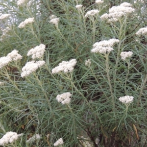 Cassinia longifolia at Tennent, ACT - 3 Dec 2014