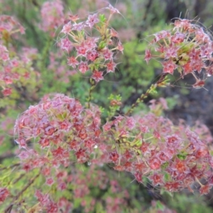 Calytrix tetragona at Tennent, ACT - 3 Dec 2014