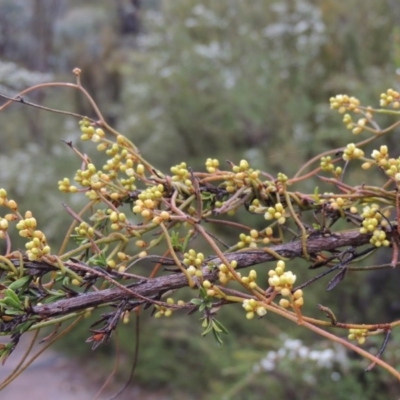Cassytha pubescens (Devil's Twine) at Tennent, ACT - 3 Dec 2014 by MichaelBedingfield
