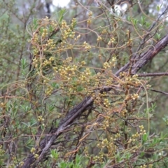 Cassytha pubescens at Tennent, ACT - 3 Dec 2014