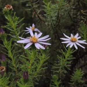 Olearia tenuifolia at Tennent, ACT - 3 Dec 2014