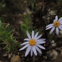 Olearia tenuifolia at Tennent, ACT - 3 Dec 2014