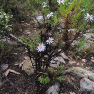 Olearia tenuifolia at Tennent, ACT - 3 Dec 2014