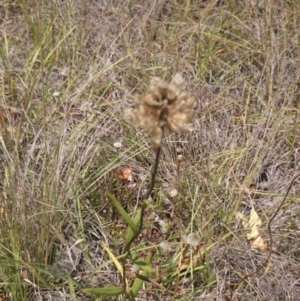 Podolepis jaceoides at Royalla, NSW - 5 Jan 2015