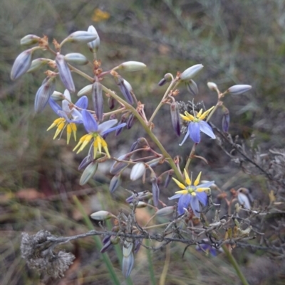 Dianella sp. aff. longifolia (Benambra) (Pale Flax Lily, Blue Flax Lily) at Royalla, NSW - 5 Jan 2015 by gregbaines