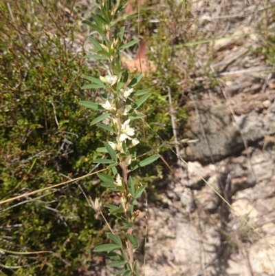 Lespedeza juncea subsp. sericea (Chinese Lespedeza) at Royalla, NSW - 5 Jan 2015 by gregbaines