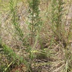 Lespedeza juncea subsp. sericea at Royalla, NSW - 5 Jan 2015 01:52 PM