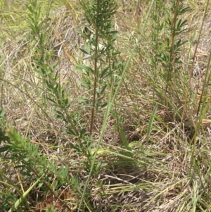 Lespedeza juncea subsp. sericea at Royalla, NSW - 5 Jan 2015