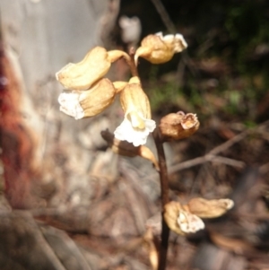 Gastrodia sesamoides at Booth, ACT - 6 Jan 2015