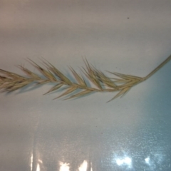 Australopyrum pectinatum (Comb Wheat Grass) at Booth, ACT - 19 Jan 2015 by gregbaines