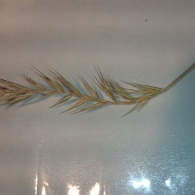 Australopyrum pectinatum (Comb Wheat Grass) at Booth, ACT - 19 Jan 2015 by gregbaines