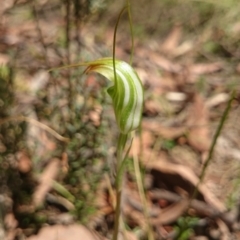 Diplodium decurvum (Summer greenhood) at Mount Clear, ACT - 6 Jan 2015 by gregbaines