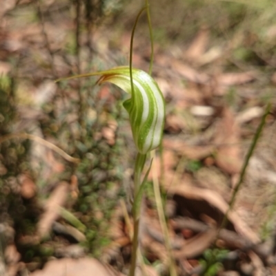 Diplodium decurvum (Summer greenhood) at Mount Clear, ACT - 6 Jan 2015 by gregbaines