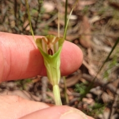 Diplodium decurvum at Mount Clear, ACT - 6 Jan 2015