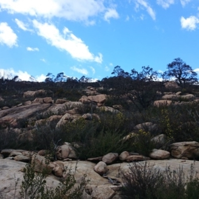 Eucalyptus cinerea subsp. triplex (Blue Gum Hill Argyle Apple) at Namadgi National Park - 23 Oct 2014 by gregbaines