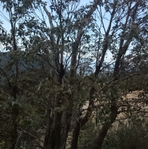 Eucalyptus cinerea subsp. triplex at Namadgi National Park - 23 Oct 2014 12:05 PM