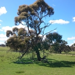 Eucalyptus aggregata (Black Gum) at Kowen, ACT - 16 Oct 2014 by gregbaines