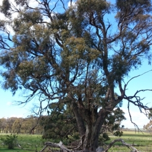 Eucalyptus aggregata at Kowen, ACT - 16 Oct 2014