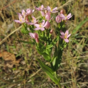 Centaurium erythraea at Conder, ACT - 7 Dec 2014