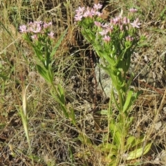 Centaurium erythraea at Conder, ACT - 7 Dec 2014 05:55 PM