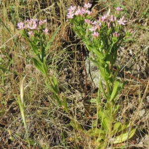 Centaurium erythraea at Conder, ACT - 7 Dec 2014