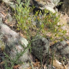 Senecio bathurstianus (Rough Fireweed) at Conder, ACT - 7 Dec 2014 by MichaelBedingfield