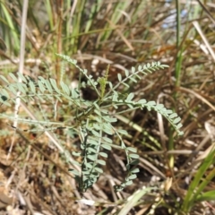 Indigofera adesmiifolia (Tick Indigo) at Rob Roy Range - 7 Dec 2014 by michaelb