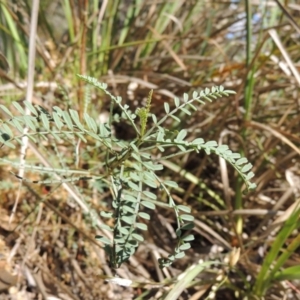 Indigofera adesmiifolia at Conder, ACT - 7 Dec 2014 06:04 PM