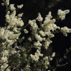 Bursaria spinosa (Native Blackthorn, Sweet Bursaria) at Rob Roy Range - 7 Dec 2014 by michaelb