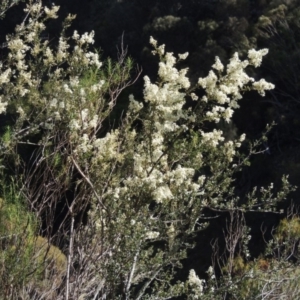 Bursaria spinosa at Conder, ACT - 7 Dec 2014