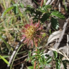 Acaena novae-zelandiae (Bidgee Widgee) at Conder, ACT - 7 Dec 2014 by MichaelBedingfield