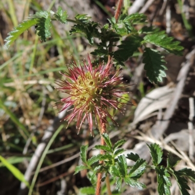 Acaena novae-zelandiae (Bidgee Widgee) at Conder, ACT - 7 Dec 2014 by michaelb