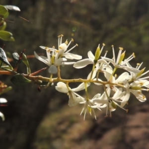 Bursaria spinosa at Conder, ACT - 5 Dec 2014 12:00 AM