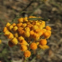 Chrysocephalum semipapposum (Clustered Everlasting) at Conder, ACT - 7 Dec 2014 by MichaelBedingfield