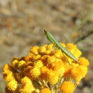 Chrysocephalum semipapposum at Conder, ACT - 7 Dec 2014