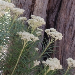 Cassinia longifolia (Shiny Cassinia, Cauliflower Bush) at Conder, ACT - 7 Dec 2014 by michaelb