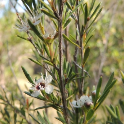 Kunzea ericoides (Burgan) at Rob Roy Range - 7 Dec 2014 by michaelb