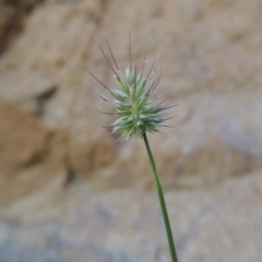 Echinopogon sp. (Hedgehog Grass) at Rob Roy Range - 7 Dec 2014 by michaelb