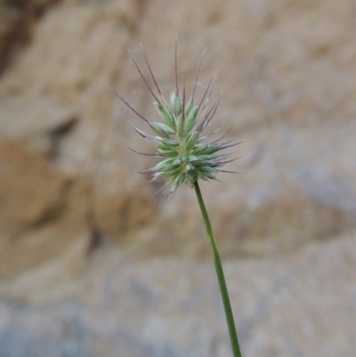 Echinopogon sp. (Hedgehog Grass) at Conder, ACT - 7 Dec 2014 by MichaelBedingfield