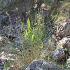 Phragmites australis (Common Reed) at Rob Roy Range - 7 Dec 2014 by michaelb