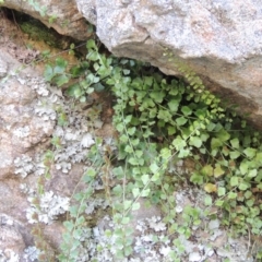 Asplenium flabellifolium (Necklace Fern) at Conder, ACT - 7 Dec 2014 by michaelb