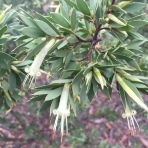 Styphelia triflora at Majura, ACT - 19 Jan 2015