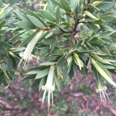 Styphelia triflora (Five-corners) at Majura, ACT - 19 Jan 2015 by AaronClausen